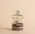 Load image into Gallery viewer, Branch (Glass) Terrarium
