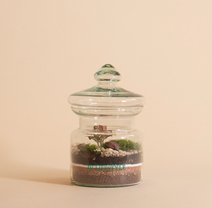 Branch (Glass) Terrarium