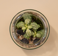 Load image into Gallery viewer, Branch (Glass) Terrarium
