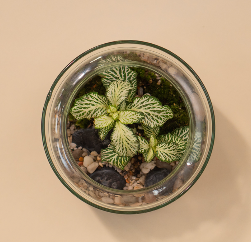 Branch (Glass) Terrarium