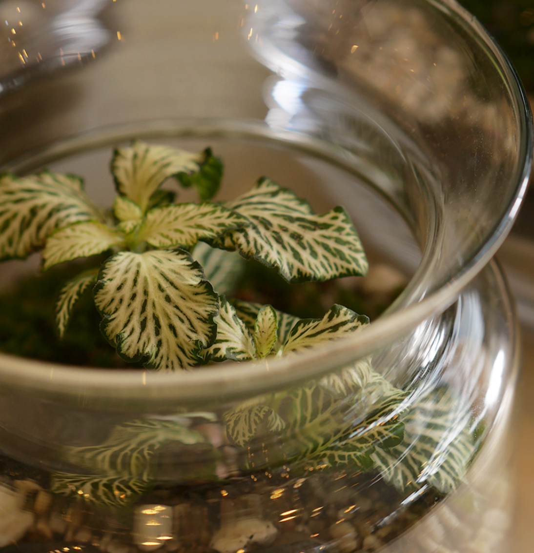 Branch (Glass) Terrarium