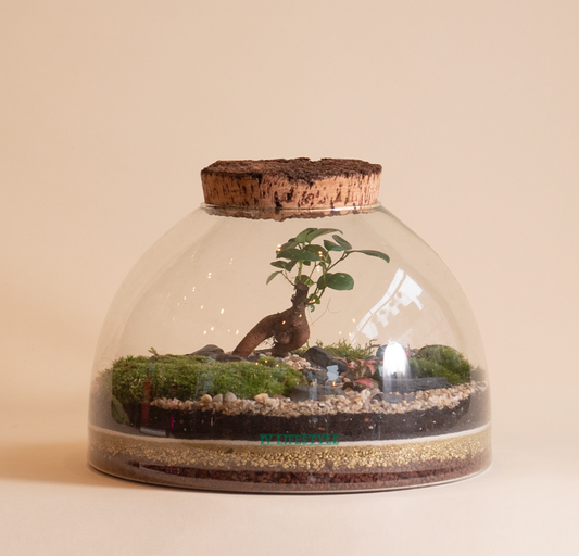 Forest Terrarium