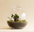 Load image into Gallery viewer, Globe Terrarium
