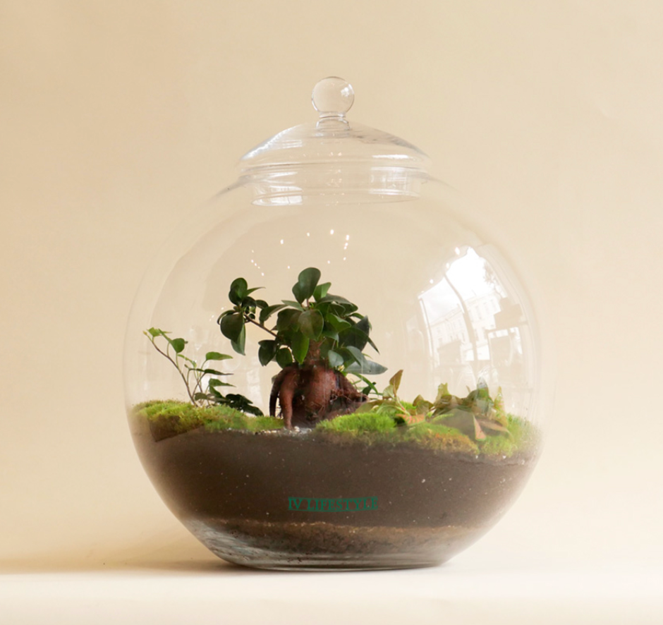 Globe Terrarium