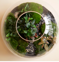 Load image into Gallery viewer, Globe Terrarium
