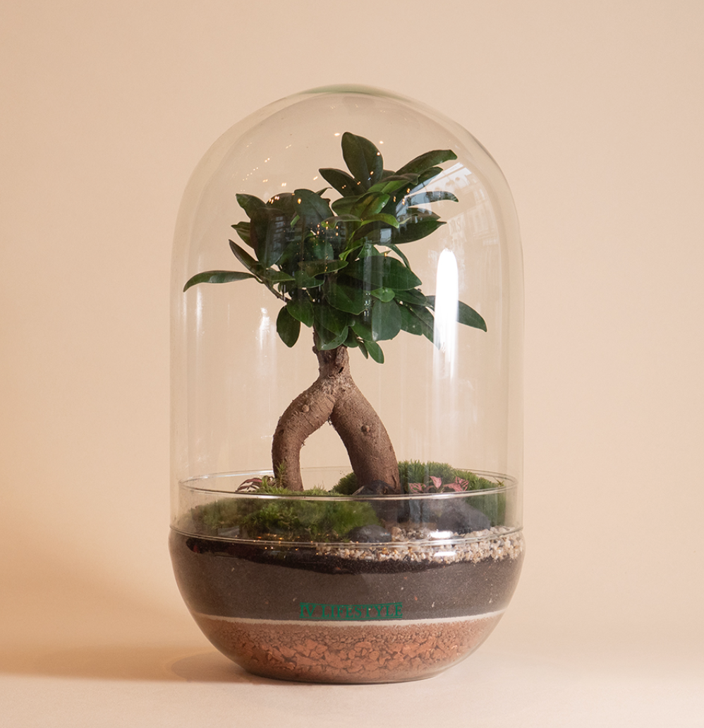 Hero L Terrarium