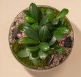 Load image into Gallery viewer, Hero L Terrarium
