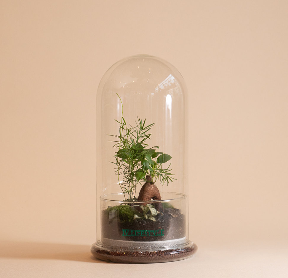 Hero S Terrarium