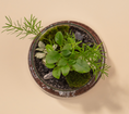 Load image into Gallery viewer, Hero S Terrarium
