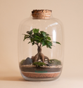 Load image into Gallery viewer, Jungle XL Terrarium
