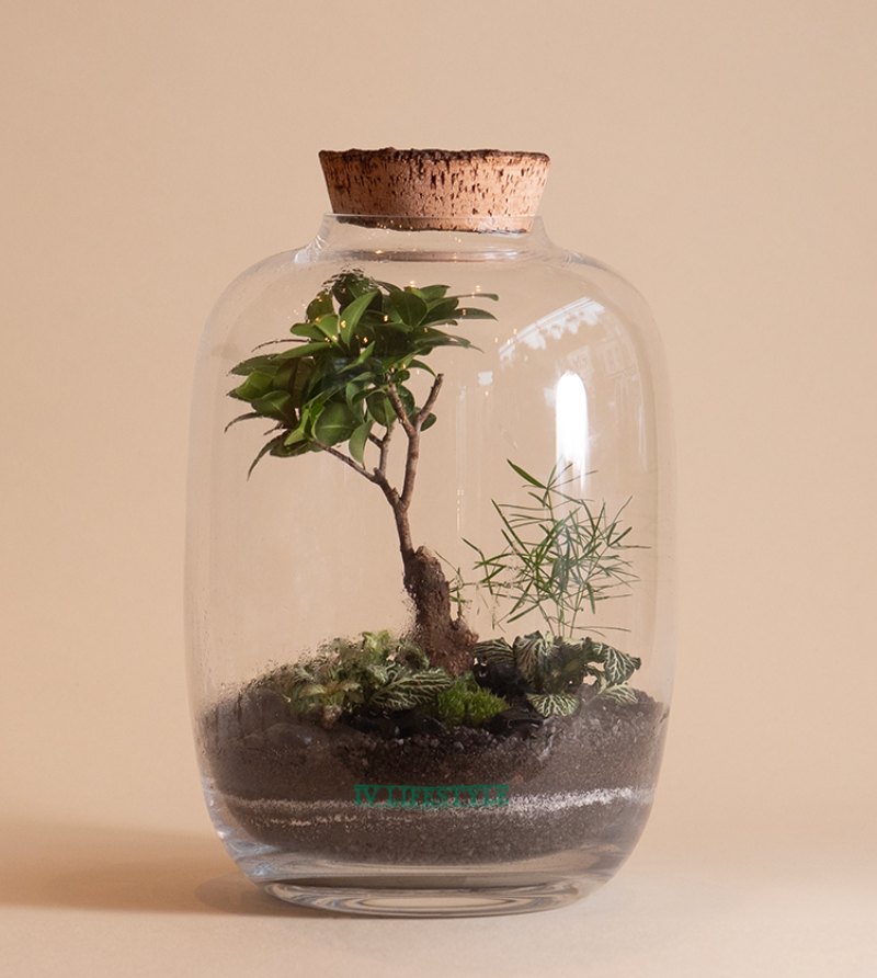 Jungle S Terrarium