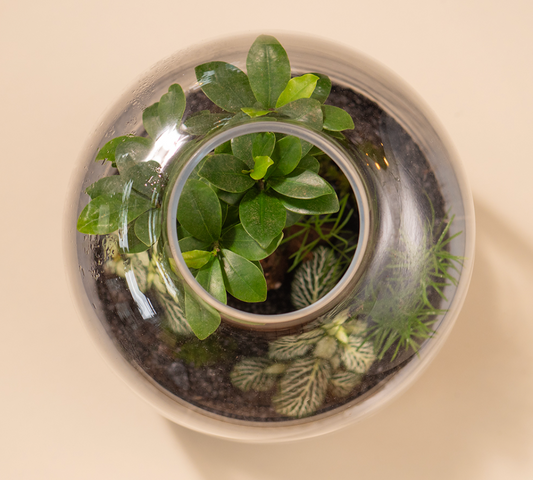 Jungle S Terrarium