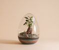 Load image into Gallery viewer, Jurssasic (Ginseng) Terrarium
