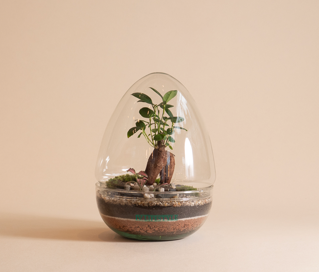 Jurssasic (Ginseng) Terrarium