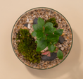 Load image into Gallery viewer, Jurssasic (Ginseng) Terrarium
