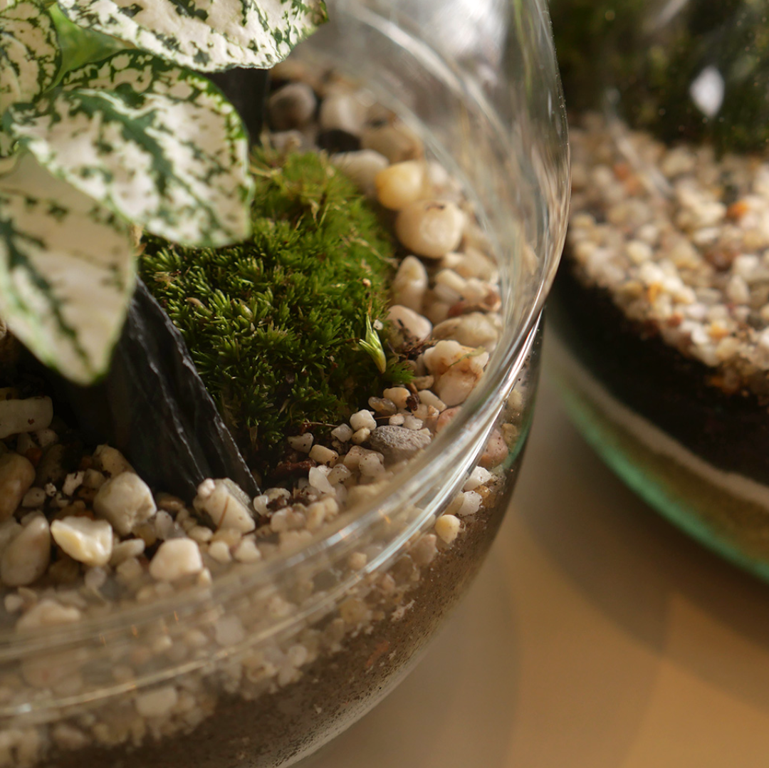 Jurssasic (Ginseng) Terrarium