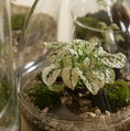 Load image into Gallery viewer, Jurssasic (Ginseng) Terrarium
