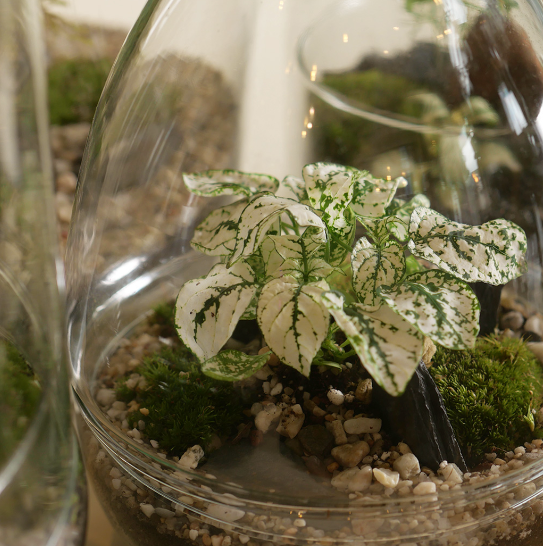 Jurssasic (Ginseng) Terrarium